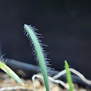Strumaria discifera ssp. bulbifera