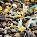 Hessea breviflora