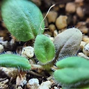 Pelargonium parvipetalum