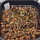 Gethyllis linearis