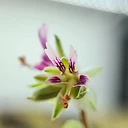 Pelargonium redactum