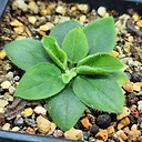 Pelargonium ladysmithianum
