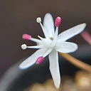 Strumaria discifera ssp. discifera