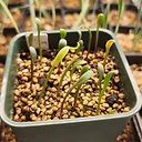 Massonia saniensis