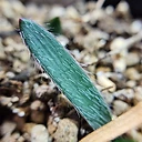 Haemanthus pubescens ssp. pubescens