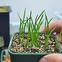 Massonia gypsicola