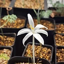 Gethyllis verticillata