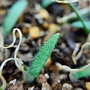 Strumaria salteri