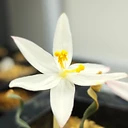 Gethyllis oligophylla