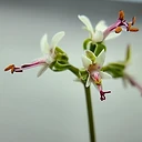 Pelargonium parviflorum ssp. parviflorum
