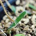 Strumaria unguiculata