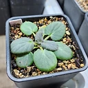 Pelargonium punctatum