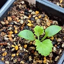 Pelargonium crithmifolium