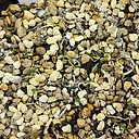 Strumaria watermeyeri