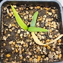 Brunsvigia radulosa