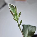 Pelargonium confertum