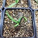 Brunsvigia gregaria
