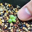 Tylecodon racemosus