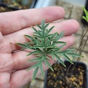 Pelargonium angustipetalum