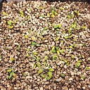 Eriospermum proliferum