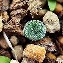 Eriospermum titanopsoides