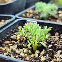 Monsonia multifida