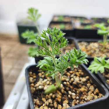 枯木洋葵