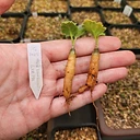 Pelargonium parviflorum ssp. karasbergensis