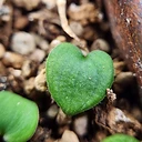 Eriospermum lanimarginatum