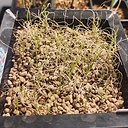 Nerine gracilis