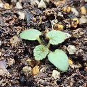 Pelargonium cotyledonis
