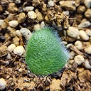 Haemanthus humilis ssp. humilis