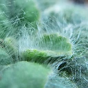Pelargonium githagineum