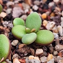 Ceraria pygmaea