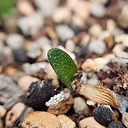 Brunsvigia radula