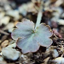 Pelargonium nephrophyllum