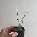 Boophane disticha