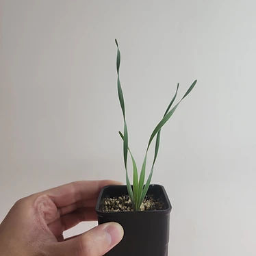 波葉布風