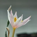 Gethyllis villosa
