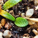 Brunsvigia namaquana