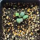 Pelargonium grenvilleae