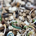 Gethyllis lanuguinosa