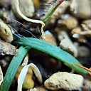 Strumaria karooica