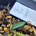 Strumaria merxuallarina