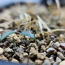 Strumaria villosa