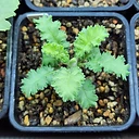 Pelargonium alternans