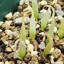 Bulbine lamprophylla