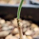 Gethyllis britteniana