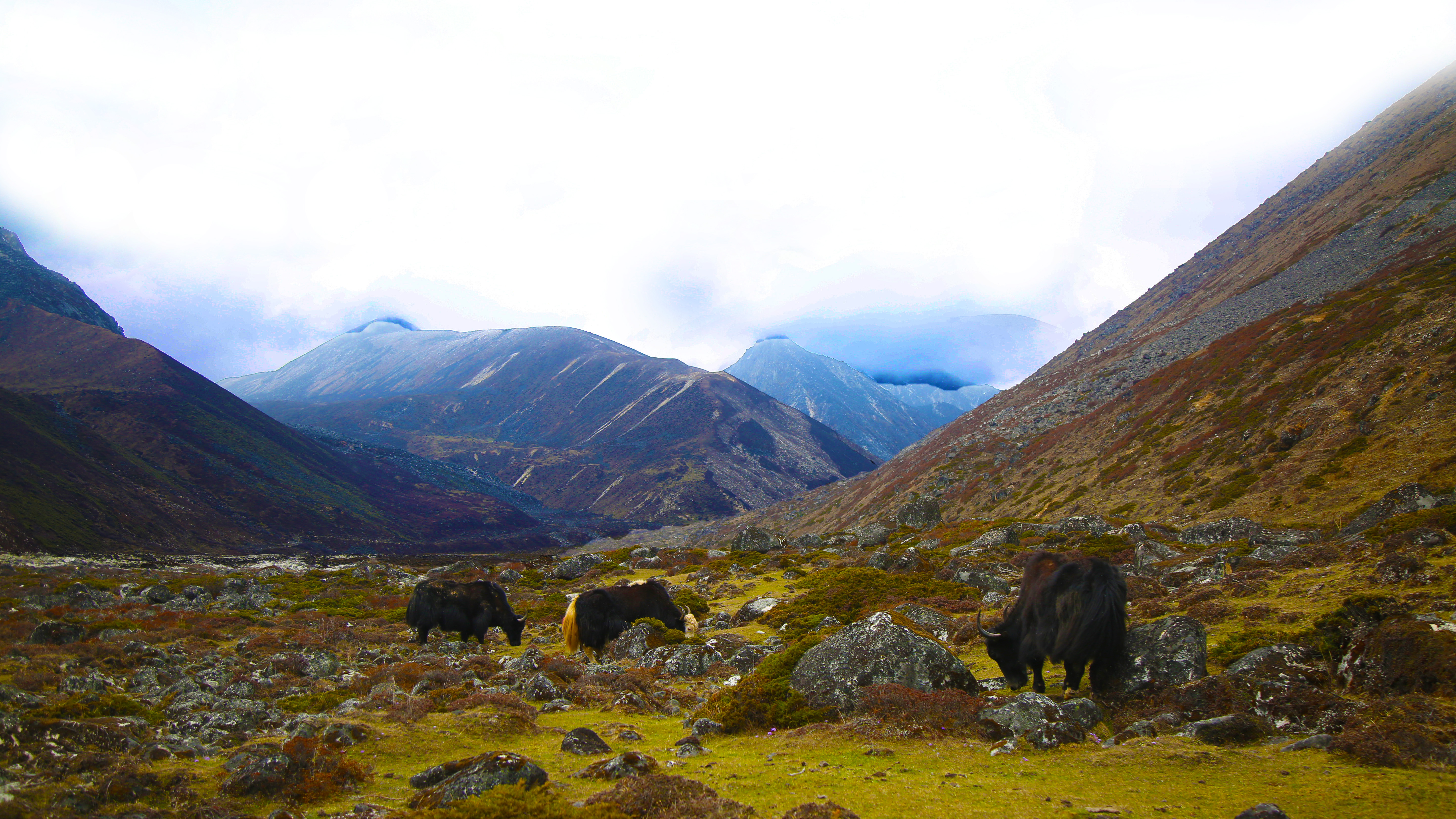Himalayan Trek: The Druk Path
