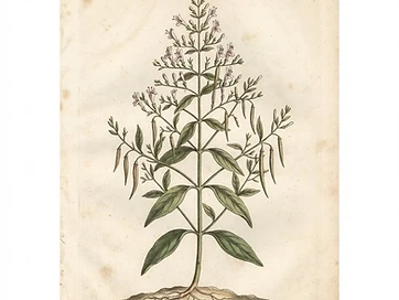 Andrographis